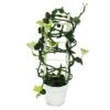 Bougeoir Grimpant - Ceropegia Sandersonii - Pot De 12cm -Einhell Boutique 6462275589a231.14422359