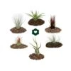 6 Tillandsias Différentes Dans Un Ensemble -Einhell Boutique 646228a7ce8ab7.86403317