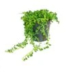 Pois Sur Ruban - Senecio Herreanus En Pot De 12cm 2 Pois Sur Ruban - Senecio Herreanus En Pot De 12cm -Einhell Boutique 646228b40091b1.73074054