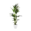 Palmier Kentia - Howea Forsteriana - Xxl - Environ 165cm De Haut - Dans La Jardinière "brussels" - Blanc -Einhell Boutique 646228f84f7f27.09462296