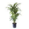 Palmier Kentia - Howea Forsteriana - Environ 130cm De Haut - Dans La Jardinière "brussels" - Sans Jardinière -Einhell Boutique 646228fc59ff33.05433067