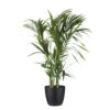 Palmier Kentia - Howea Forsteriana - Environ 130cm De Haut - Dans Le Pot "brussels" - Noir -Einhell Boutique 6462290060af83.29071235