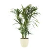 Palmier Kentia - Howea Forsteriana - Environ 130cm De Haut - Dans La Jardinière "brussels" - Crème -Einhell Boutique 64622904c631b1.07934912