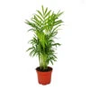 Chamaedorea Elegans - Palmier De Montagne - 3 Plantes En Pot De 12cm -Einhell Boutique 6462290a9c88e2.68128428