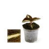 Jewel Orchid - Macodes Anoectochilus Amber - Mini Orchidée Terrestre à Feuilles Fantaisies - Pot 6cm -Einhell Boutique 6462298b8b4ee4.28365663