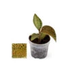 Jewel Orchid - Ludisia Topaz - Mini Orchidée Terrestre à Feuilles Fantaisies - Pot 6cm 2 Jewel Orchid - Ludisia Topaz - Mini Orchidée Terrestre à Feuilles Fantaisies - Pot 6cm -Einhell Boutique 6462298faaeae5.58733826