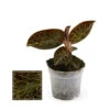 Jewel Orchid - Macodes Anoectochilus Garnet - Mini Orchidée Terrestre à Feuilles Fantaisies - Pot 6cm