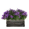 Campanula Addenda Ambella - Glockenblume Intensives Lila - Holzschale Mit 2 Gartenpflanzen - 12cm Topf - Mehrjährig - Winterhart -Einhell Boutique 646229a10e2641.06106641