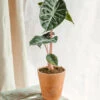 Plante D'intérieur - Alocasia Pink Dragon 25cm -Einhell Boutique 64773f206f7674.56265228