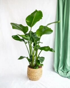 Plante D'intérieur - Strelitzia Nicolai Xl 130cm -Einhell Boutique 64773f2293bc64.76850549