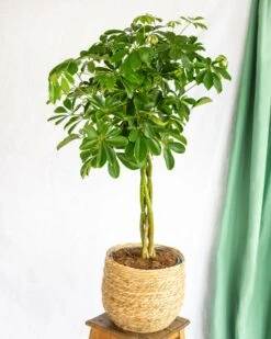 Plante D'intérieur - Schefflera Xl 90cm 5 Plante D'intérieur - Schefflera Xl 90cm -Einhell Boutique 64773f281040c4.65547906