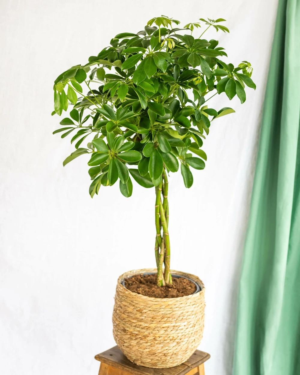 Plante D'intérieur - Schefflera Xl 90cm 4 Plante D'intérieur - Schefflera Xl 90cm – Image 2