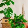 Plante D'intérieur - Duo De Plantes Star - Monstera & Pothos Cm -Einhell Boutique 64773f3419c5a9.94265856