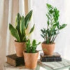 Plante D'intérieur - Trio De Plantes - Easy Care | Entretien Facile 35cm -Einhell Boutique 64773f37c7a945.91423082