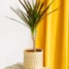 Plante D'intérieur - Dracaena Marginata Magenta 55cm -Einhell Boutique 64773f46ced259.78340686