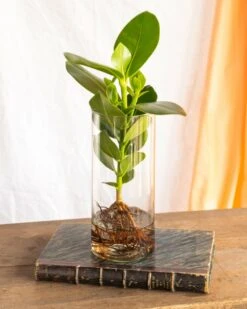Plante D'intérieur - Grand Clusia En Hydroculture Et Son Vase En Verre 30cm