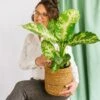 Plante D'intérieur - Dieffenbachia Compacta 60cm -Einhell Boutique 64773f4b2a3af9.77568260