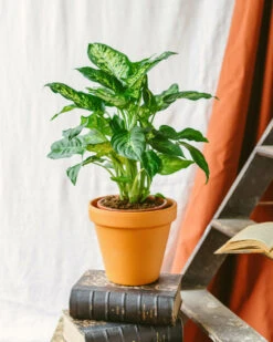 Plante D'intérieur - Dieffenbachia Compacta 60cm -Einhell Boutique 64773f4b313d88.71913797