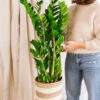 Plante D'intérieur - Zamioculcas Zamifiolias Xl 95cm -Einhell Boutique 64773f4c64f483.27363152