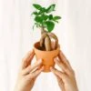Plante D'intérieur - Mini Ficus Ginseng Microcarpa (d06) 12cm -Einhell Boutique 64773f552ccb88.07706598