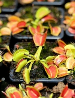 Dionaea Muscipula 'schuppenstiel' Caractéristique - Pot 7 Cm