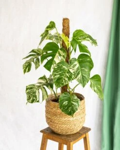 Plante D'intérieur - Monstera Deliciosa Variegata Xl 80cm -Einhell Boutique 64773f5ba4fa07.43501914