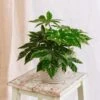 Plante D'intérieur - Fatsia Japonica 22cm -Einhell Boutique 64773f60abae90.96488972
