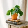 Plante D'intérieur - Philodendron Scandens Brazil M 10cm 1 Plante D'intérieur - Philodendron Scandens Brazil M 10cm -Einhell Boutique 64773f691e5d48.52018194