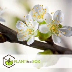 3 Pommes Différentes Sur 1 Arbre - Pot 17 Cm - Hauteur 60-70cm -Einhell Boutique 6478b275eb1777.08001142