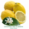 Citronnier Des 4 Saisons "citrus Limon" Tailles:pot De 9 Litres, Hauteur 80/100 Cm -Einhell Boutique 6478cb740013f3.50754503