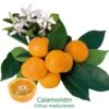 Calamondin "citrus Madurensis" Tailles:pot Rond De 5 Litres, Hauteur 60/80 Cm 2 Calamondin "citrus Madurensis" Tailles:pot Rond De 5 Litres, Hauteur 60/80 Cm -Einhell Boutique 6478cb7848aad5.06206516