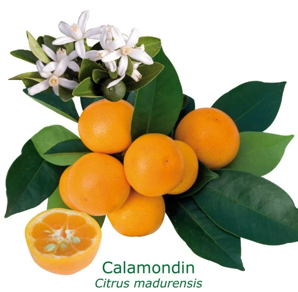 Calamondin "citrus Madurensis" Tailles:pot Rond De 5 Litres, Hauteur 60/80 Cm 3 Calamondin "citrus Madurensis" Tailles:pot Rond De 5 Litres, Hauteur 60/80 Cm