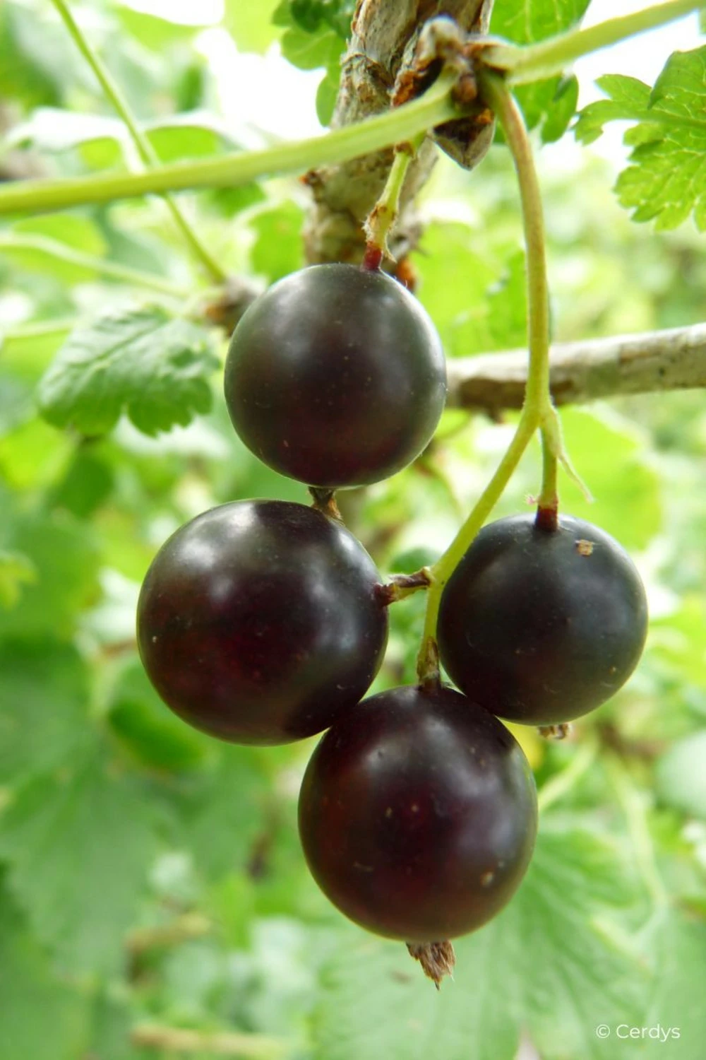 Caseille 'josta' - 1,5l 3 Caseille 'josta' - 1,5l