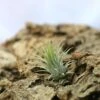 Tillandsia Ionantha Var. Ionantha - 4 à 6 Cm Volume - Lot De 10 -Einhell Boutique 648861c06ff2d1.88479795