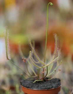 Drosera Binata - Mont Ruapehu - Alpin Form -Einhell Boutique 648861c8358132.49931676