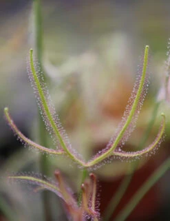 Drosera Binata - Mont Ruapehu - Alpin Form