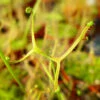Drosera Binata Var. Dichotoma Caractéristique - Pot 9 Cm -Einhell Boutique 6495d31c9c4f39.44535978
