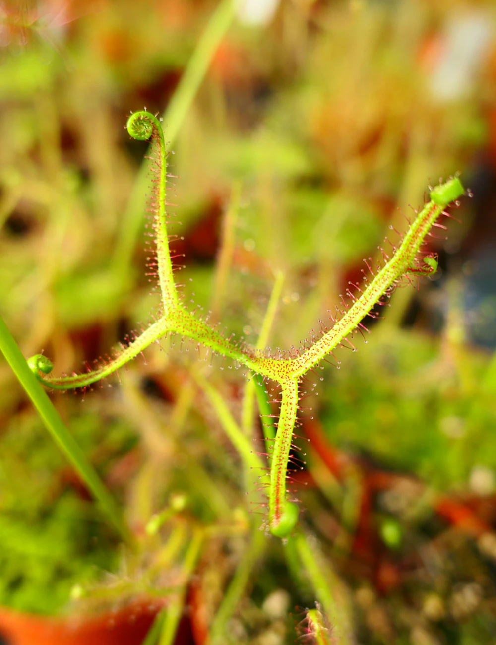 Drosera Binata Var. Dichotoma Caractéristique - Pot 9 Cm 3 Drosera Binata Var. Dichotoma Caractéristique - Pot 9 Cm