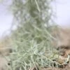 Tillandsia Usneoides Large Argenté - 40 à 60 Cm -Einhell Boutique 6495d31f7dc511.23741441