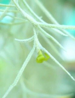 Tillandsia Usneoides Large Argenté - 40 à 60 Cm 5 Tillandsia Usneoides Large Argenté - 40 à 60 Cm -Einhell Boutique 6495d31f92b5c4.79954418