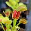 Dionaea Muscipula 'uk Sawtooth Ii' Caractéristique - Pot 7 Cm -Einhell Boutique 6495d321381e03.93250788