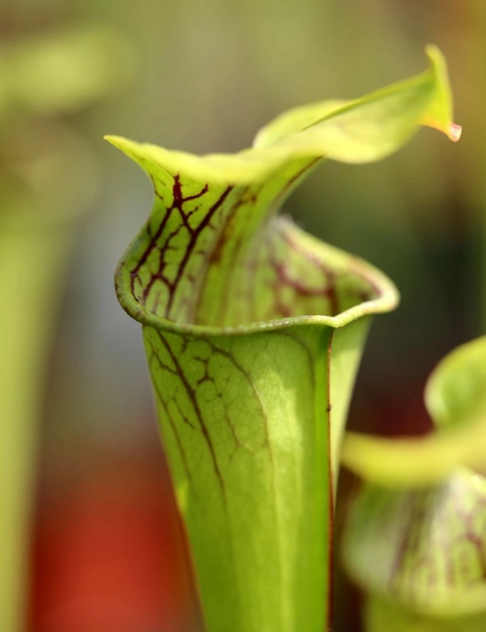 Sarracenia Oreophila Caractéristique - Pot 12 Cm 3 Sarracenia Oreophila Caractéristique - Pot 12 Cm