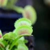 Dionaea Dentata Caractéristique - Pot 7 Cm -Einhell Boutique 6495d325bae186.77903891