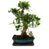 Figuier Chinois Bonsaï - Ficus Retusa - Env. 12-15 Ans 2 Figuier Chinois Bonsaï - Ficus Retusa - Env. 12-15 Ans -Einhell Boutique 6495d328a09eb4.27934894