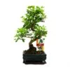 Troène Chinois Du Bonsaï - Ligustrum Sinensis - Env. 6 Ans 1 Troène Chinois Du Bonsaï - Ligustrum Sinensis - Env. 6 Ans -Einhell Boutique 6495d329d0cc23.46370647