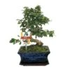 Bonsaï Fukientee - Carmona Microphylla - Environ 8 Ans 1 Bonsaï Fukientee - Carmona Microphylla - Environ 8 Ans -Einhell Boutique 6495d32b00b8b2.75237244
