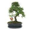 Orme Chinois Bonsaï - Ulmus Parviflora - Env. 10 Ans 2 Orme Chinois Bonsaï - Ulmus Parviflora - Env. 10 Ans -Einhell Boutique 6495d32d84b207.06135891