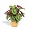 Calathea Médaillon Et Son Panier Naturel - H65cm, ø19cm - Plante D'intérieur 1 Calathea Médaillon Et Son Panier Naturel - H65cm, ø19cm - Plante D'intérieur -Einhell Boutique 64d54541c1f771da