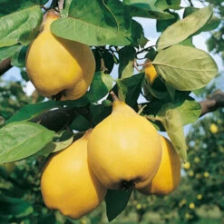 Cognassier Champion : Gobelet 3 Ans D'âge -Einhell Boutique 6532 004