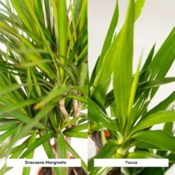 Yucca, Dracaena, Duo De Plantes - Plantes D'intérieur -Einhell Boutique 65a8ce2aef88353a
